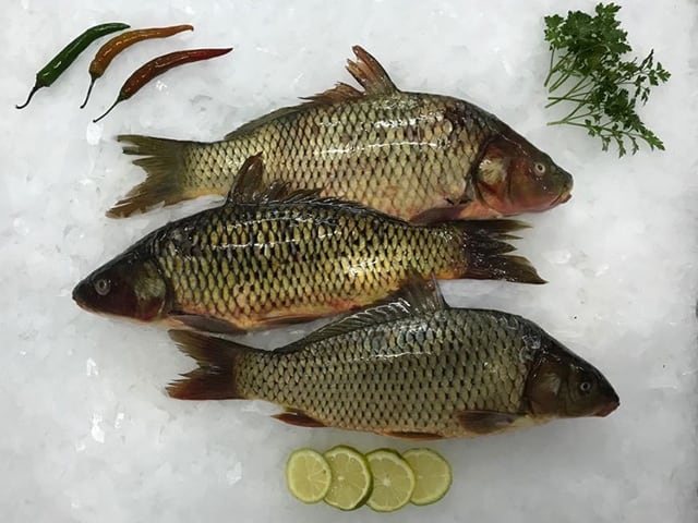 Common carp