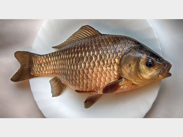 Crucian Carp
