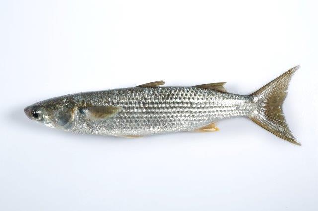 GREY MULLET