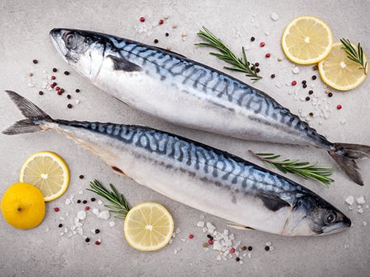 Mackerel