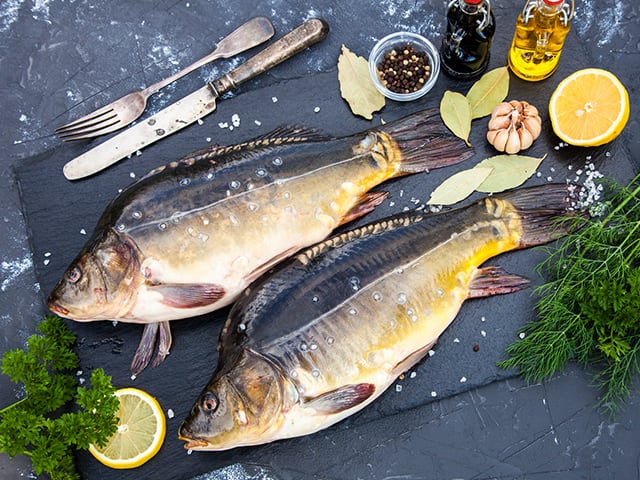 Mirror Carp