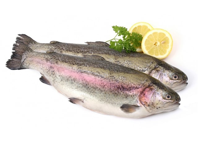 Rainbow Trout