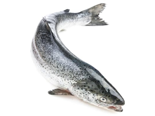 Salmon Blacksea