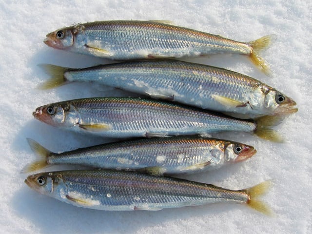 Smelt